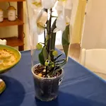 Casa de Férias Casa Orchidea